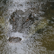 Image for article titled Top Predators May Be the Most Important Animals on Earth
